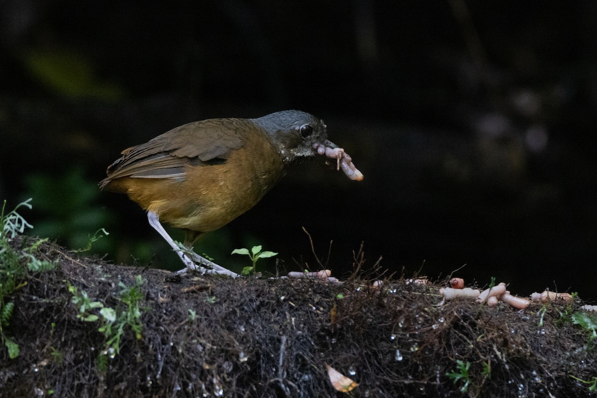 Moustached Antpitta - ML621311695