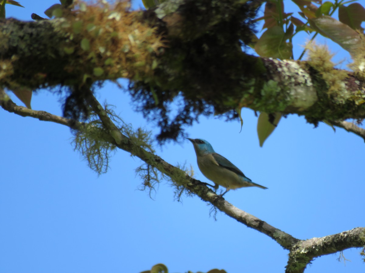 Dacnis Patinegro - ML621311736