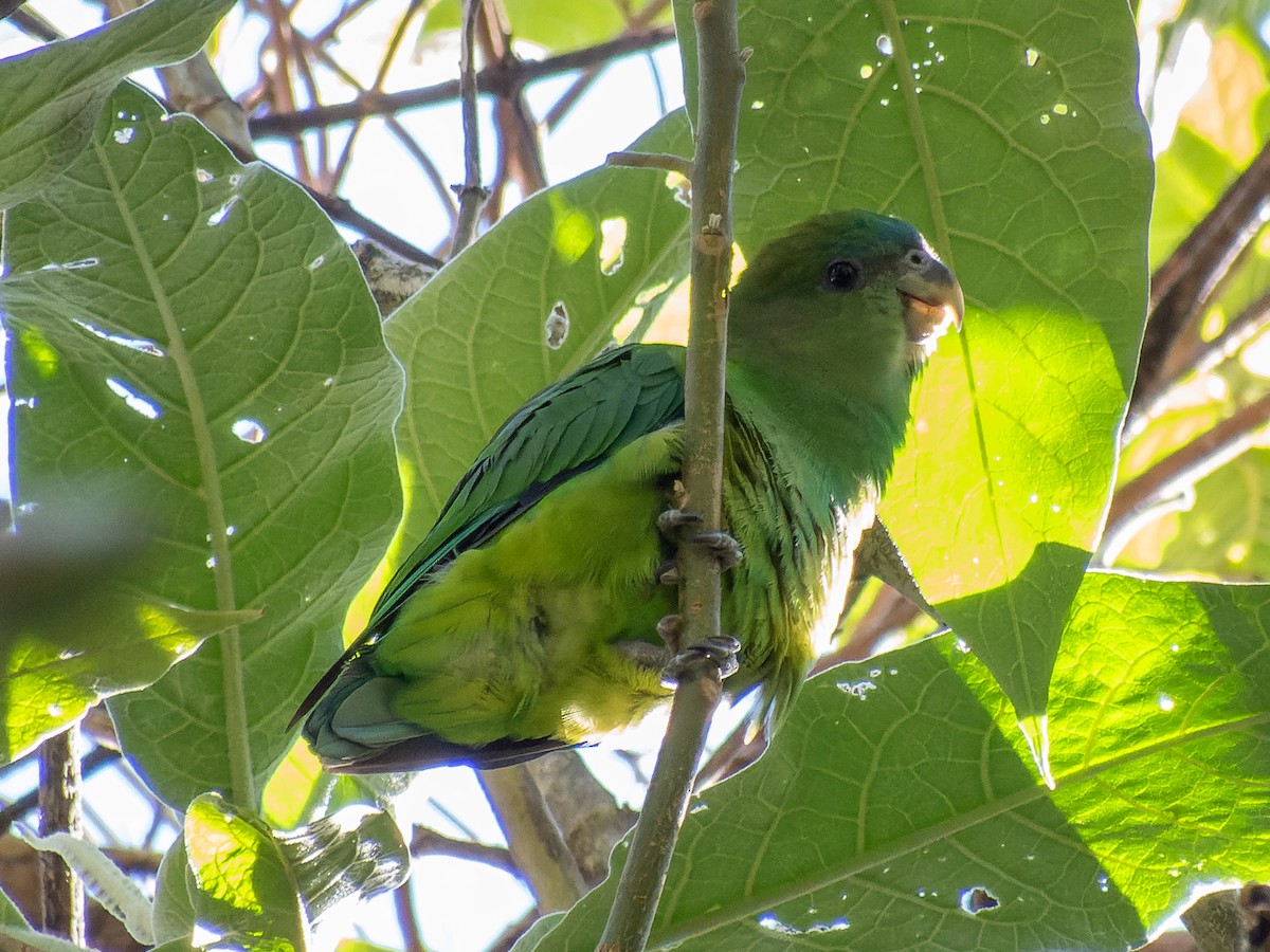 Pileated Parrot - ML621311827