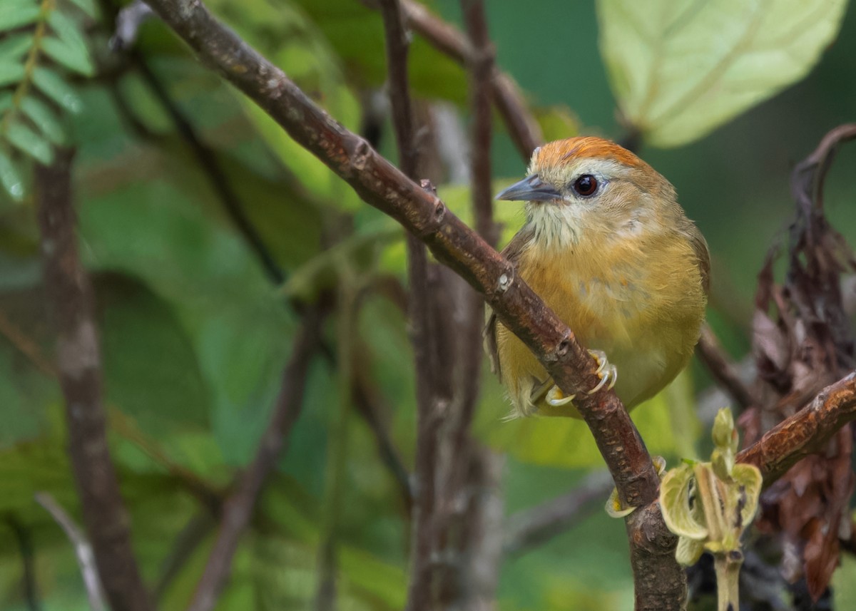 Rufous-fronted Babbler - ML621311878