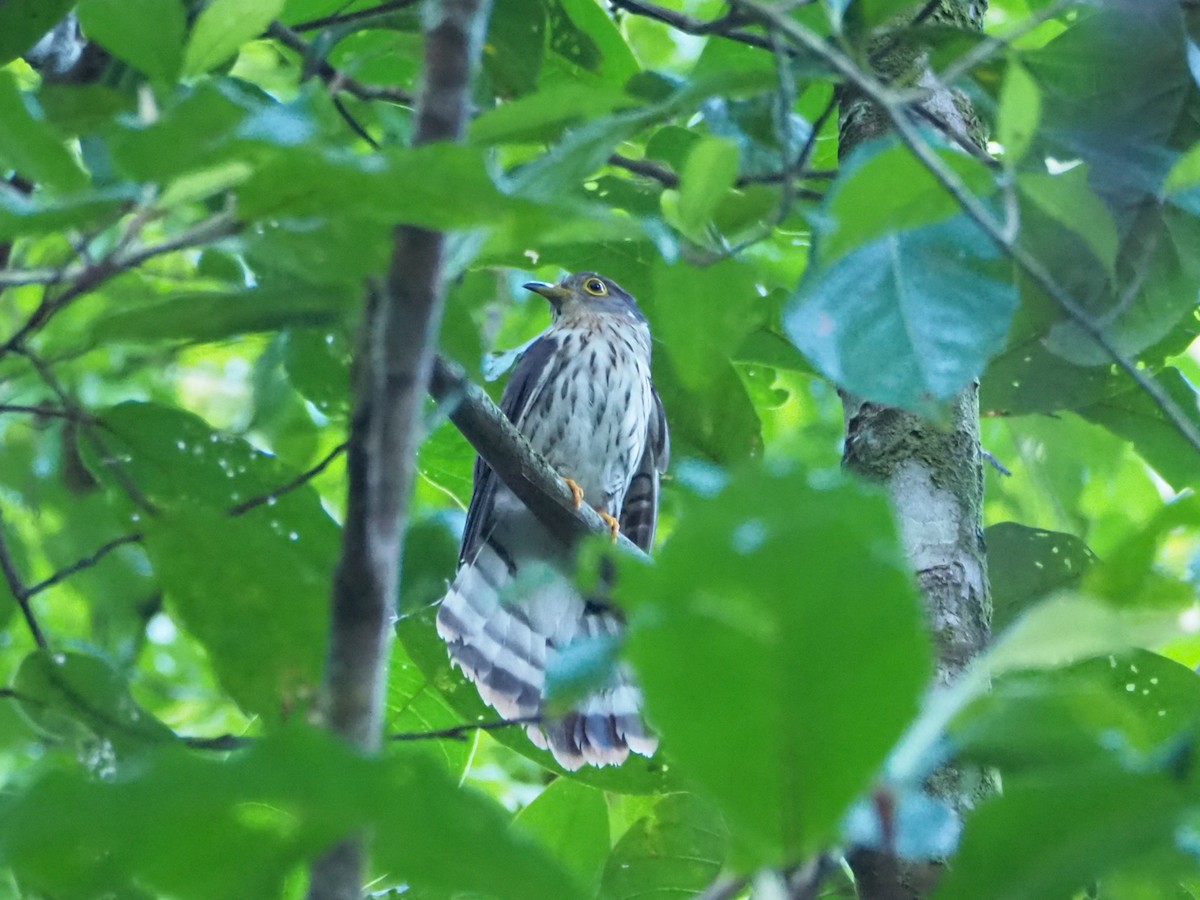 Malaysian Hawk-Cuckoo - ML621311884