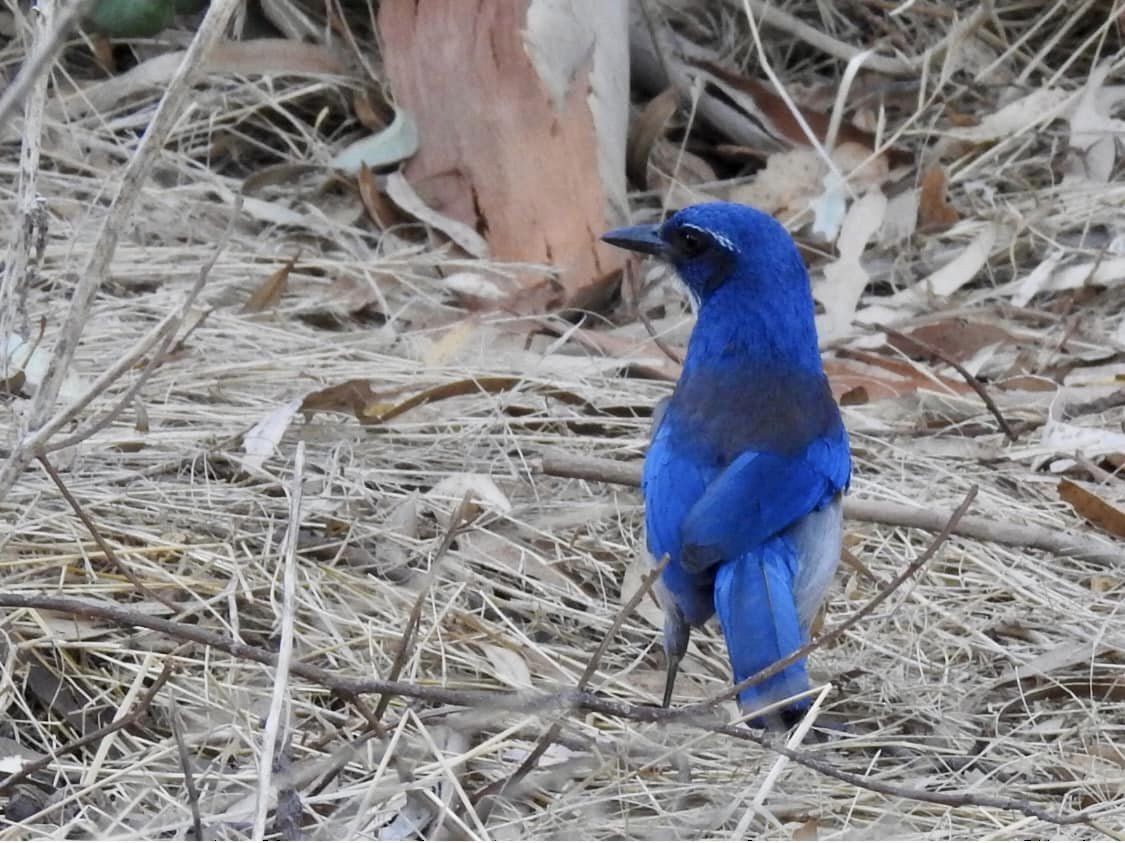 Island Scrub-Jay - ML621311897