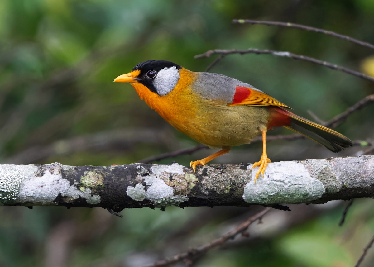 Silver-eared Mesia (Silver-eared) - ML621311913