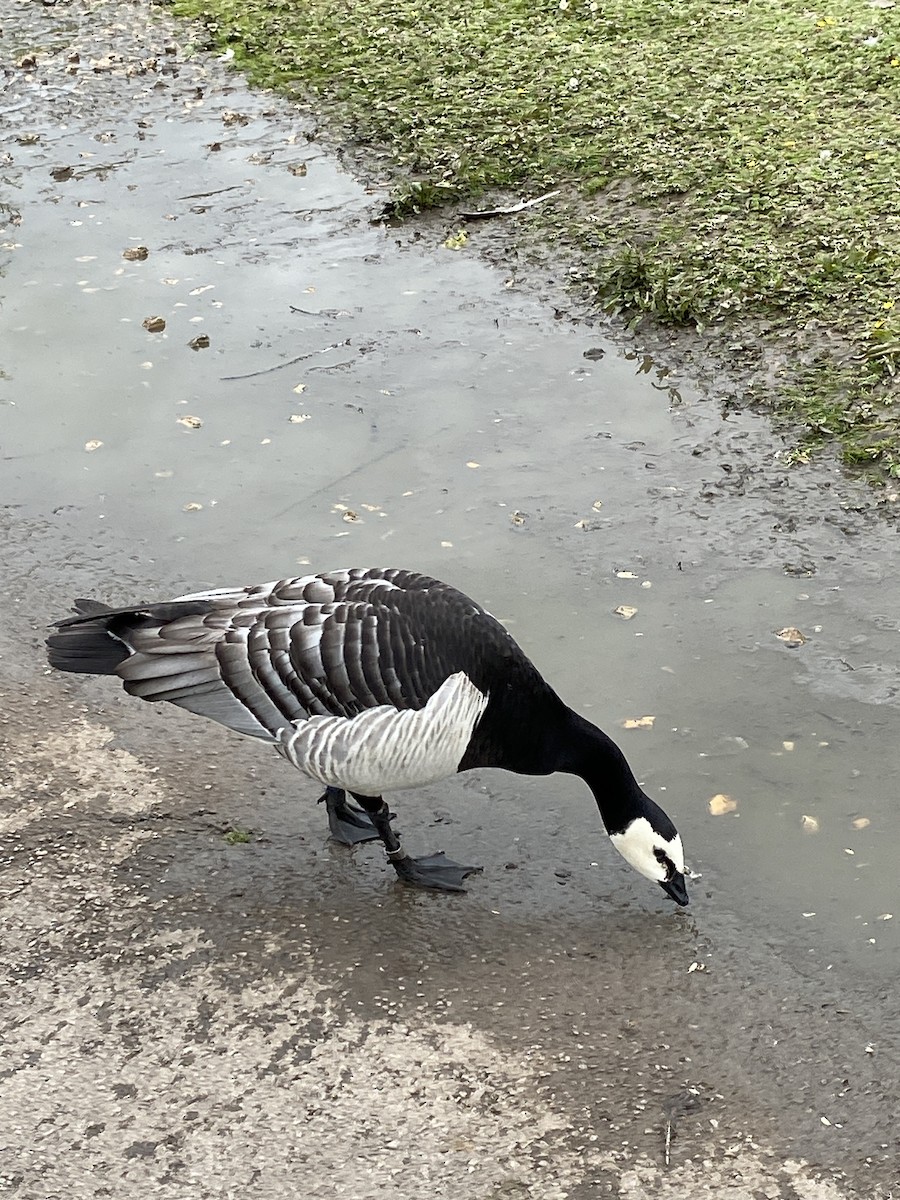 Barnacle Goose - ML621311921