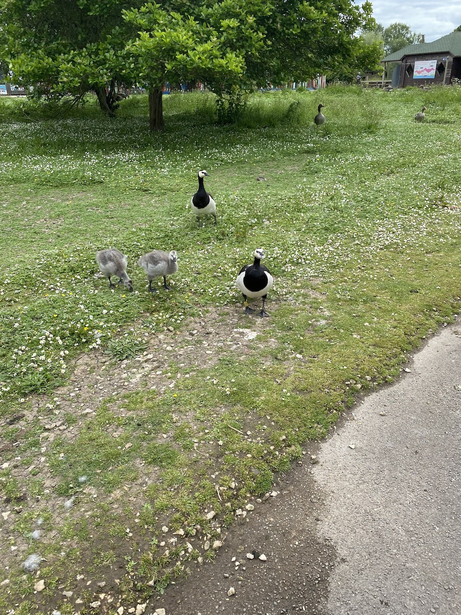 Barnacle Goose - Tristan Ferguson