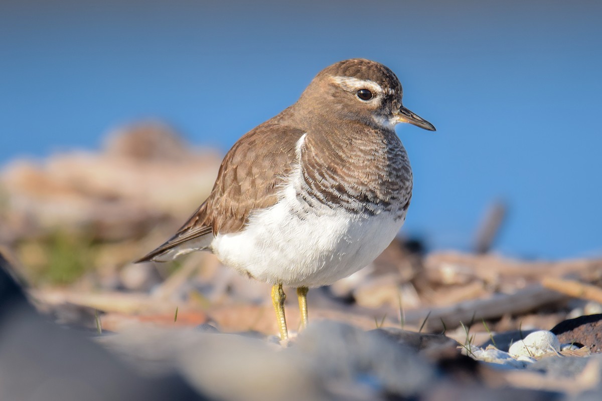 Rufous-chested Dotterel - ML621311949