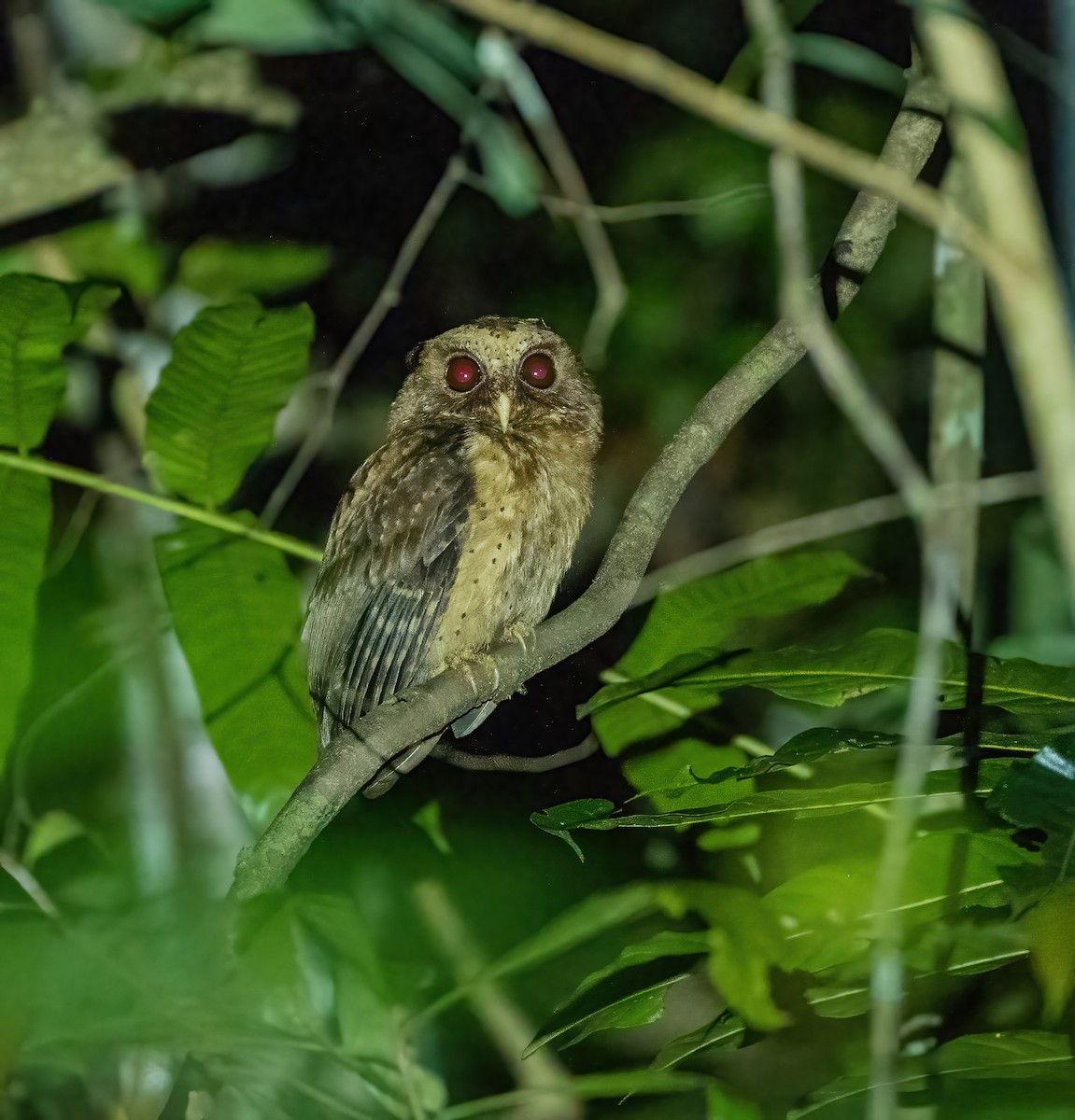 Reddish Scops-Owl - ML621311979