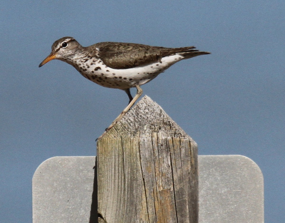 Spotted Sandpiper - Nick Anich
