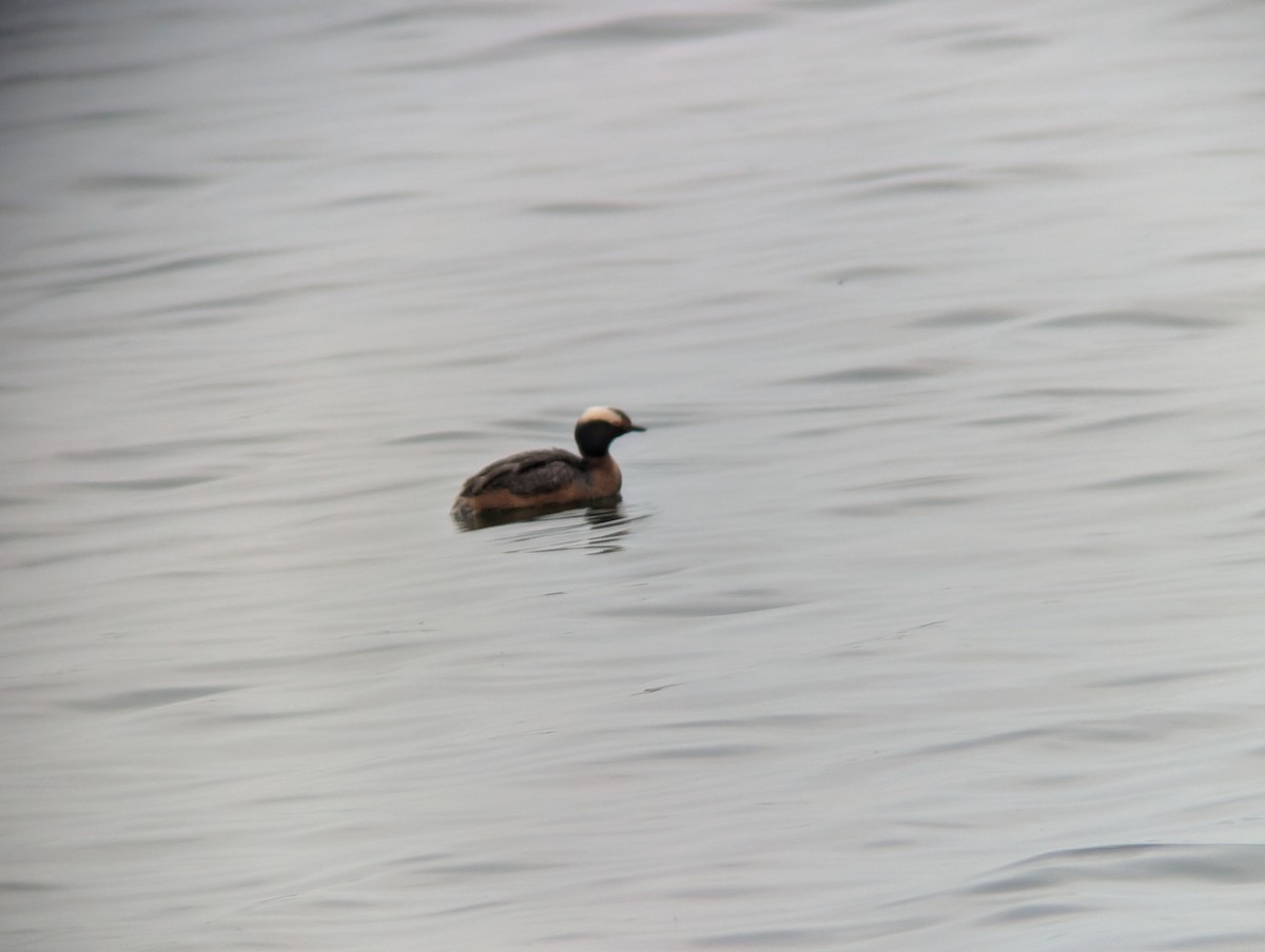 Horned Grebe - ML621312021