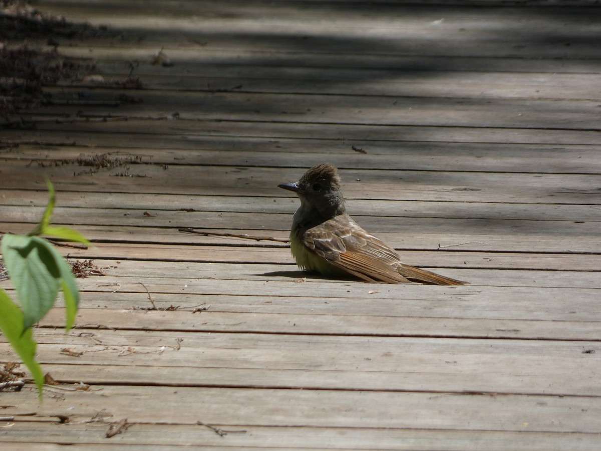 Great Crested Flycatcher - ML621312075