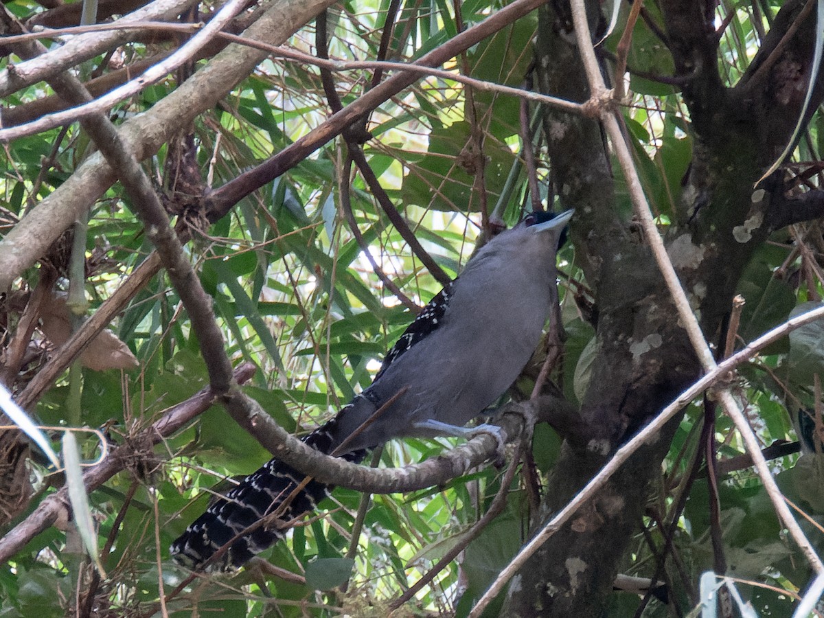 Giant Antshrike - ML621312172