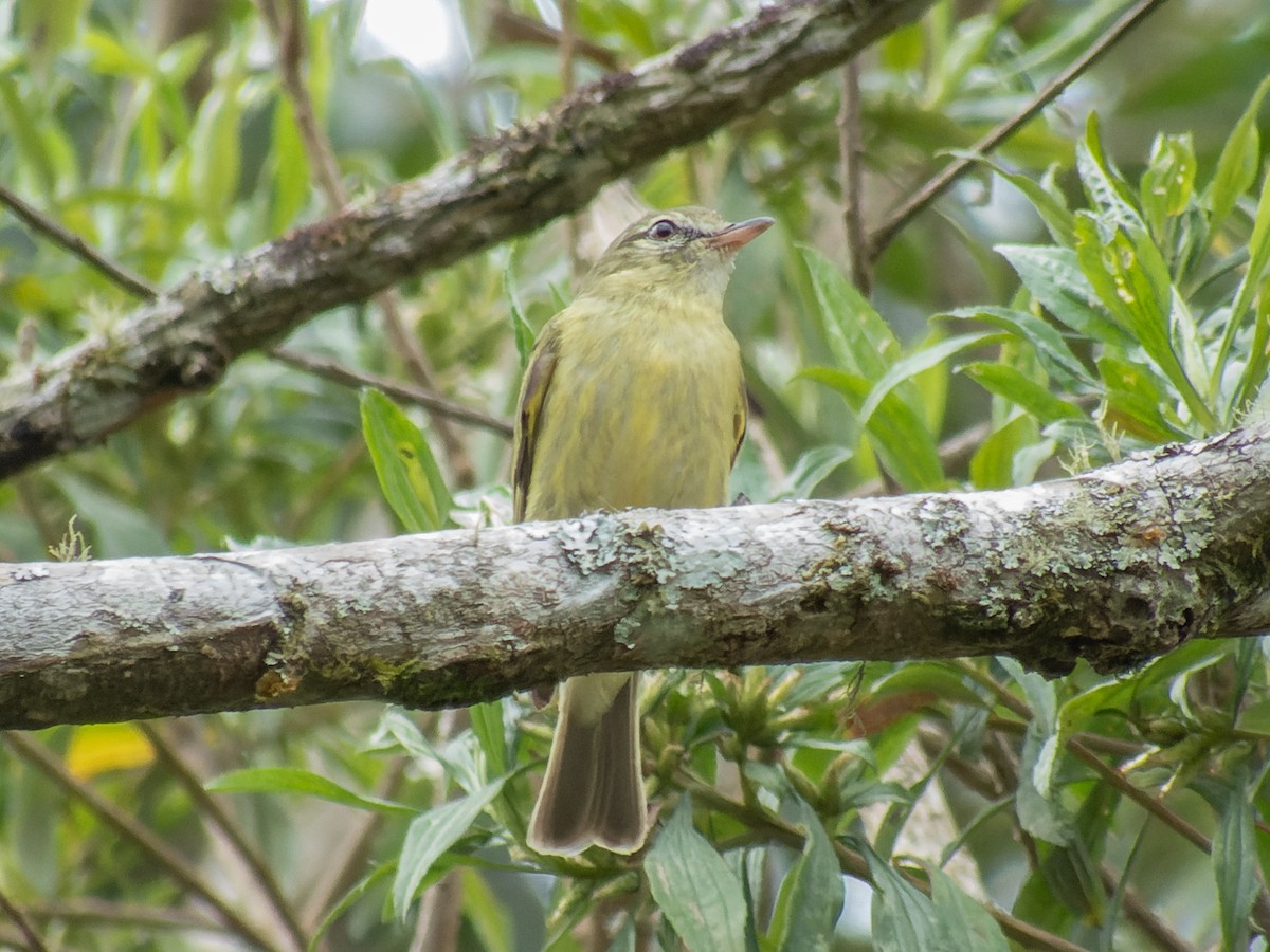 Rough-legged Tyrannulet - ML621312177