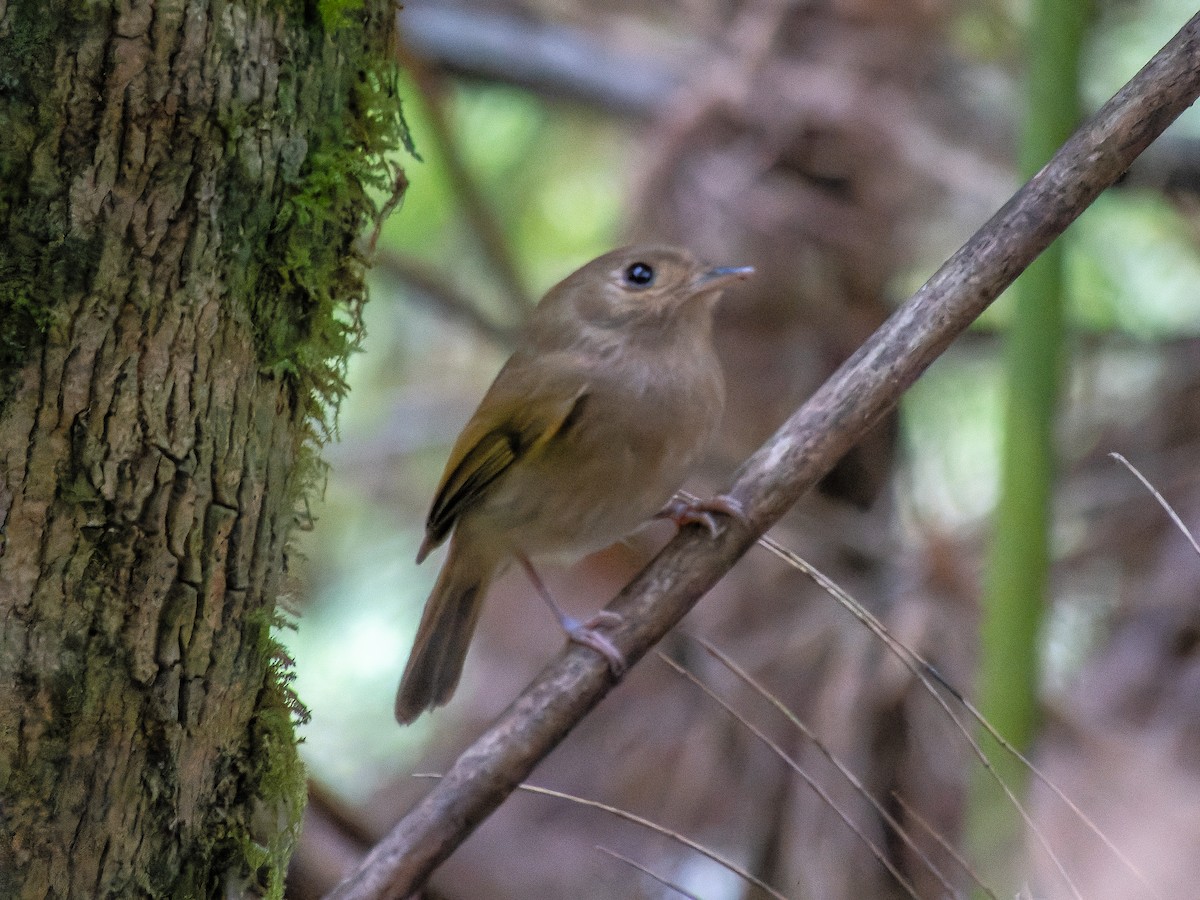 Brown-breasted Pygmy-Tyrant - ML621312181