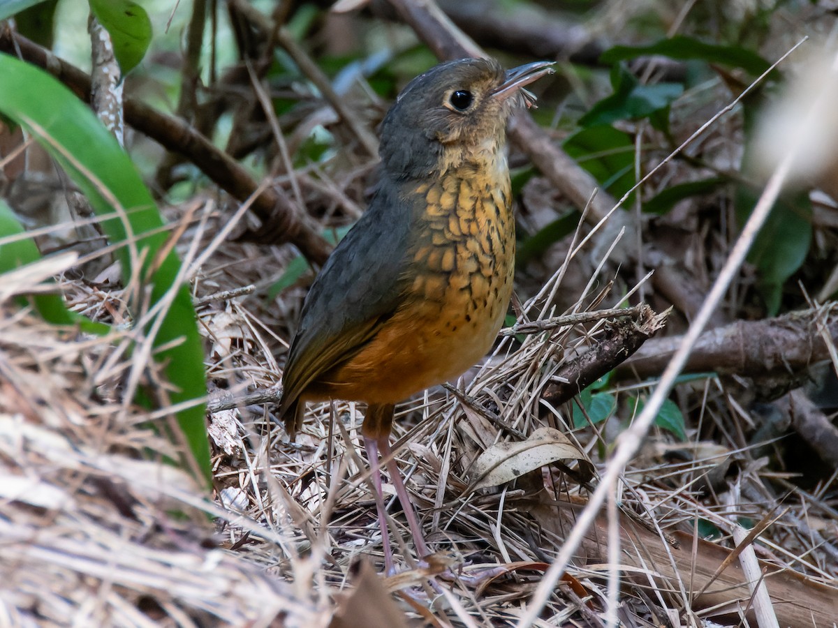 Speckle-breasted Antpitta - ML621312185