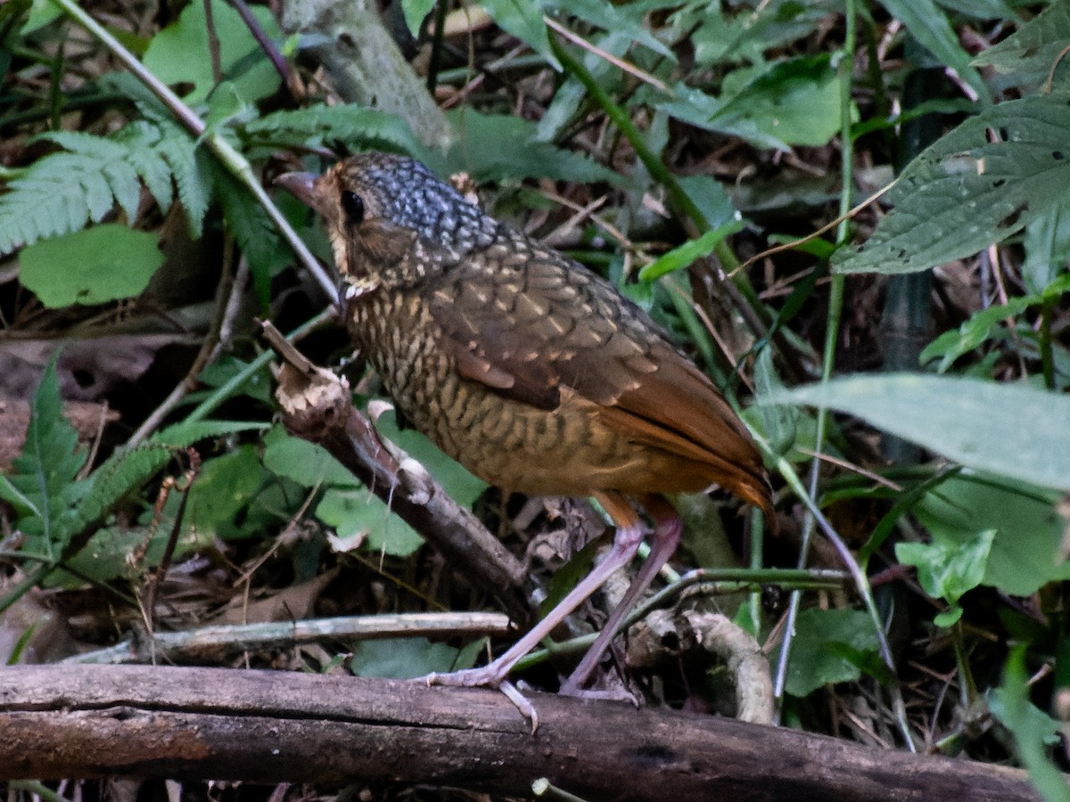 Variegated Antpitta - ML621312190