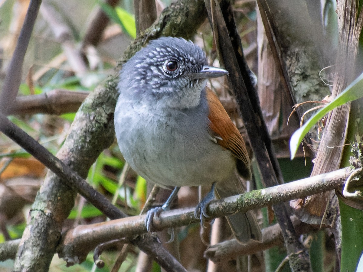 Rufous-backed Antvireo - Arthur Cavalcanti