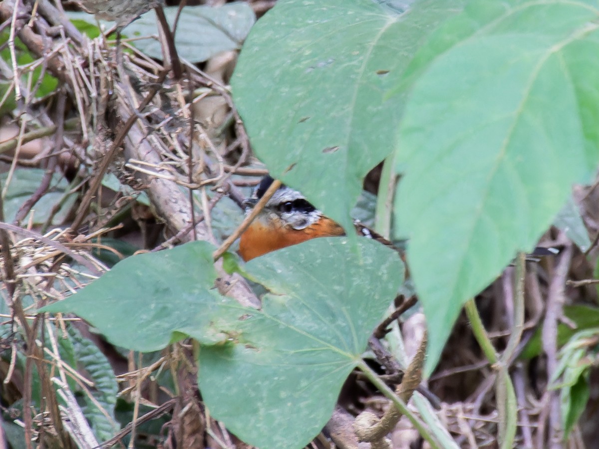 Bertoni's Antbird - ML621312196