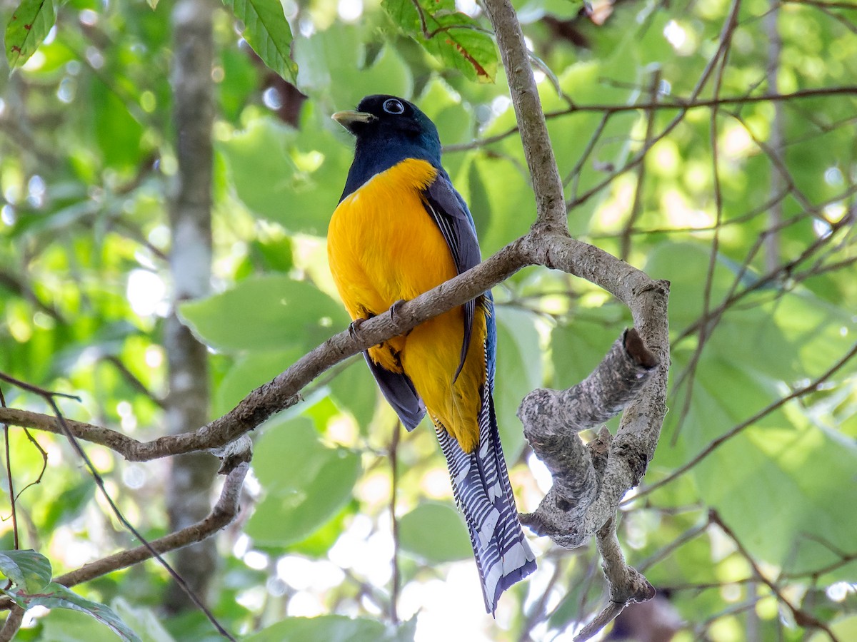 Atlantic Black-throated Trogon - ML621312198