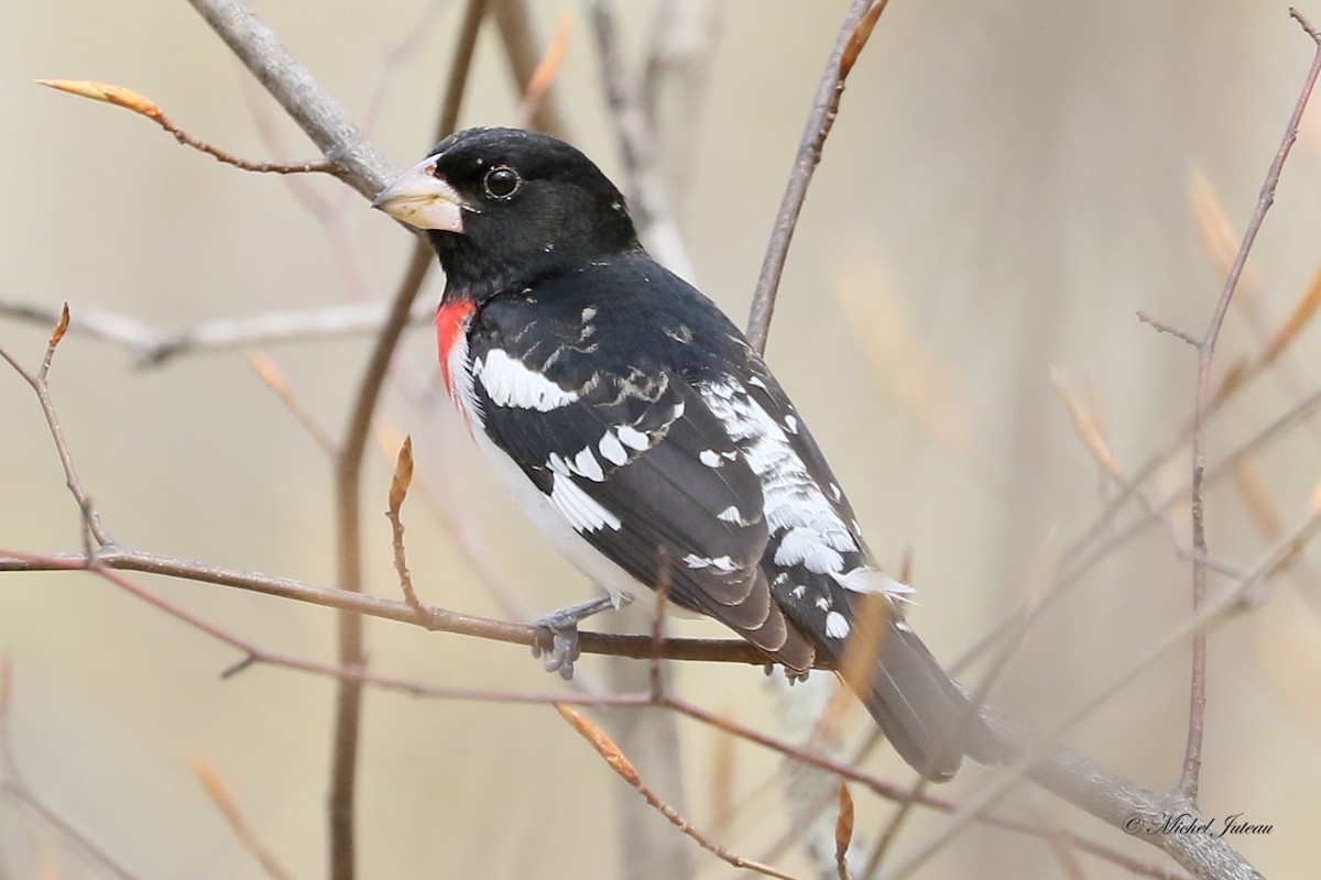 Rose-breasted Grosbeak - ML621312239