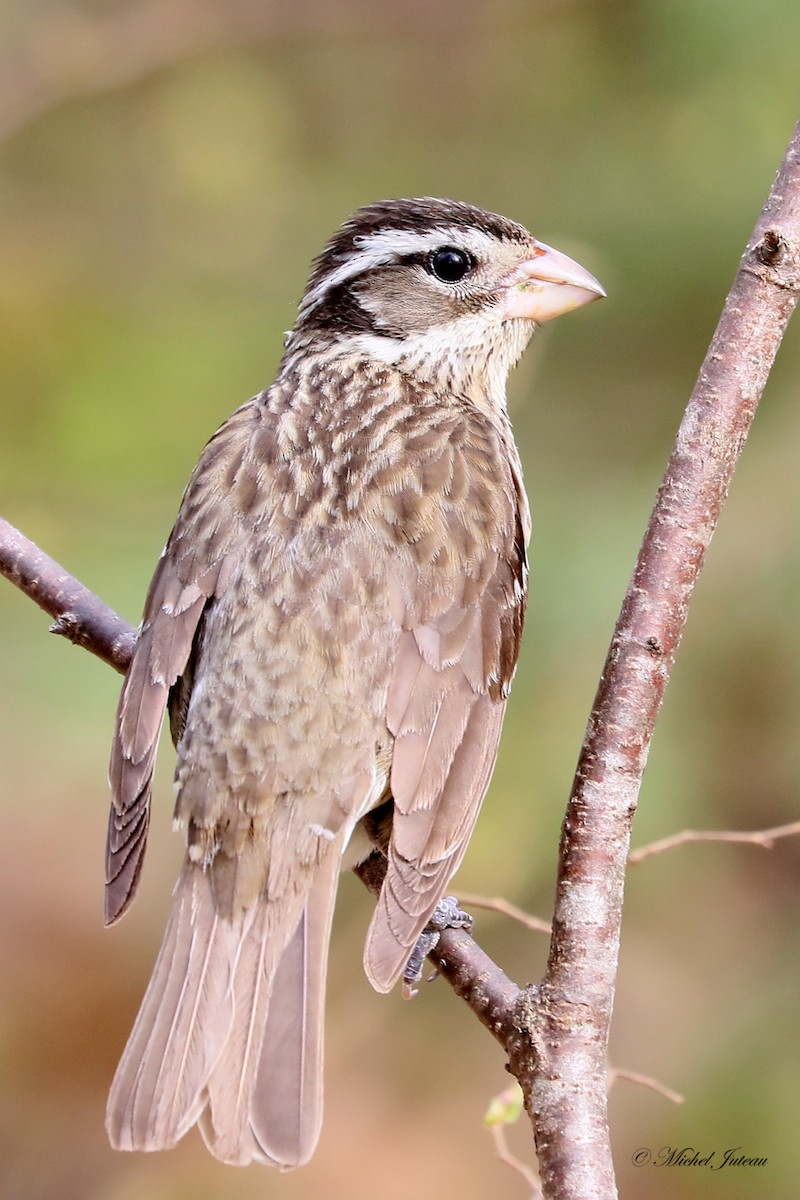 Rose-breasted Grosbeak - ML621312240