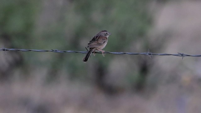 Botteri's Sparrow - ML621312242