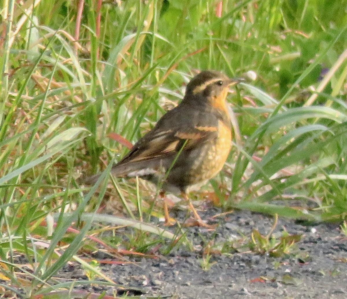 Varied Thrush - ML621312254