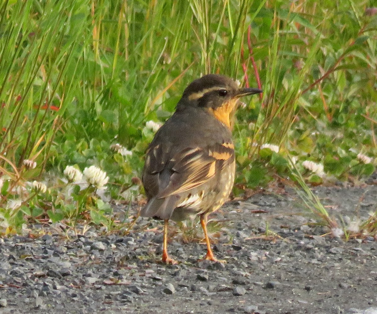 Varied Thrush - ML621312255