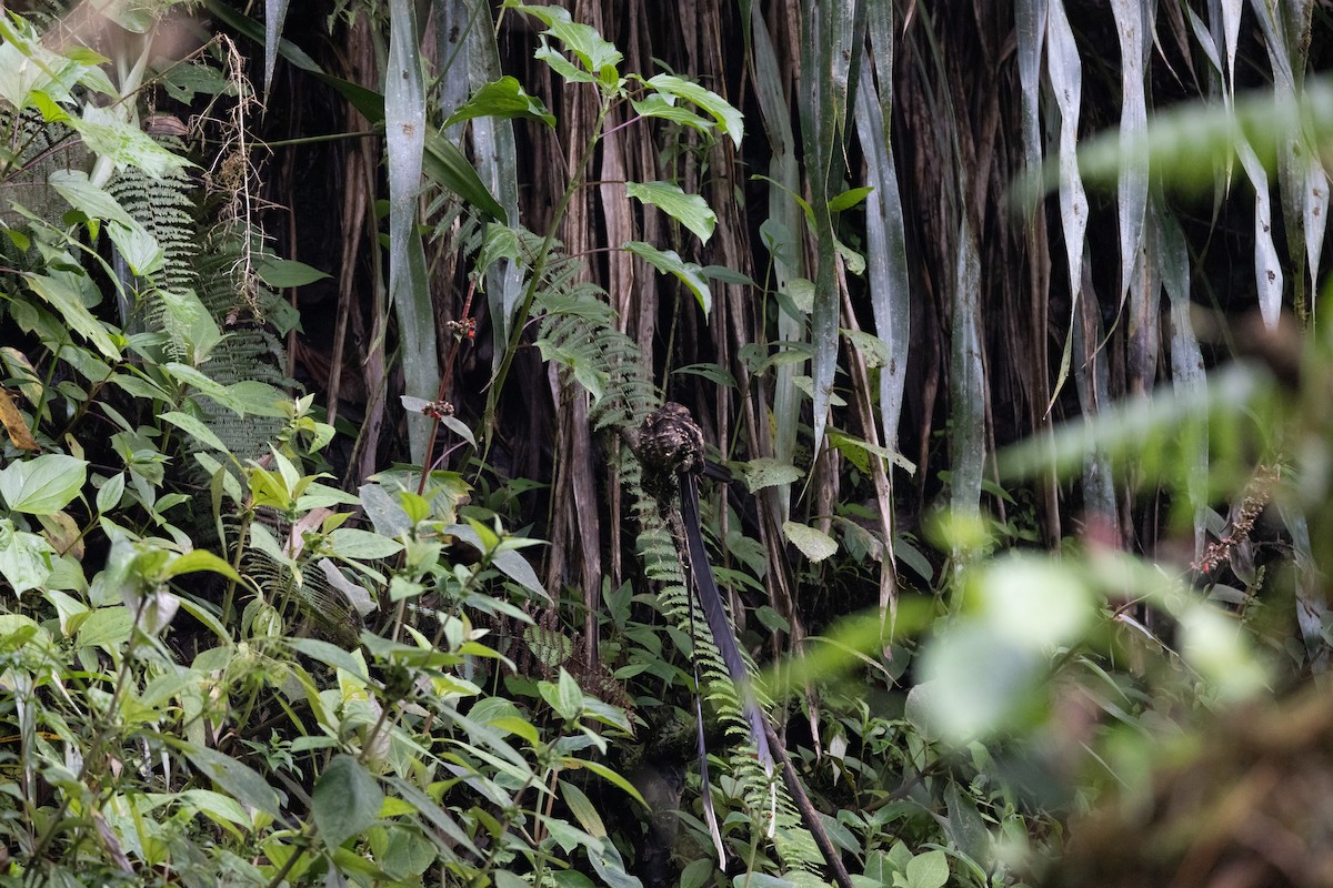 Lyre-tailed Nightjar - ML621312290