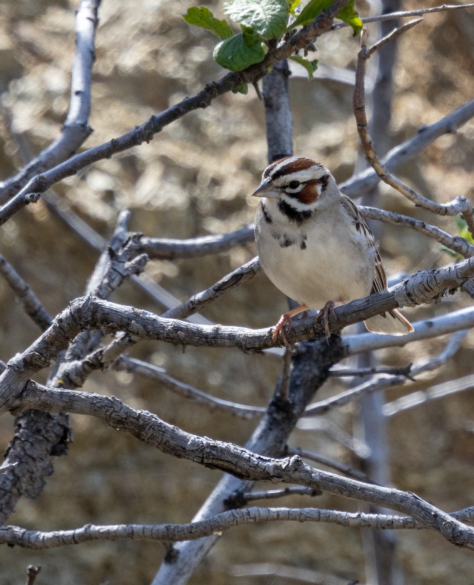 Lark Sparrow - ML621312298