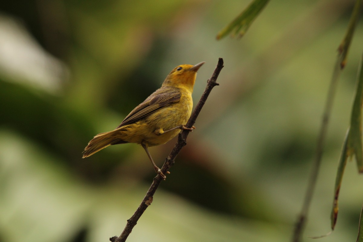 Yellow Warbler - ML621312304