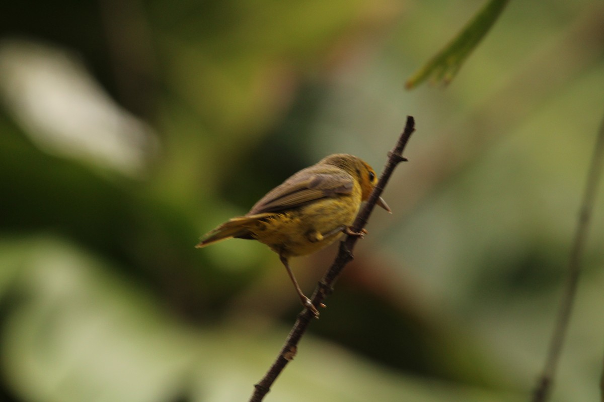 Yellow Warbler - ML621312305