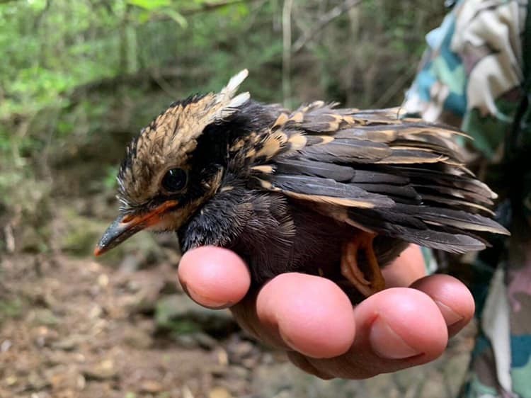 Eared Pitta - ML621312400