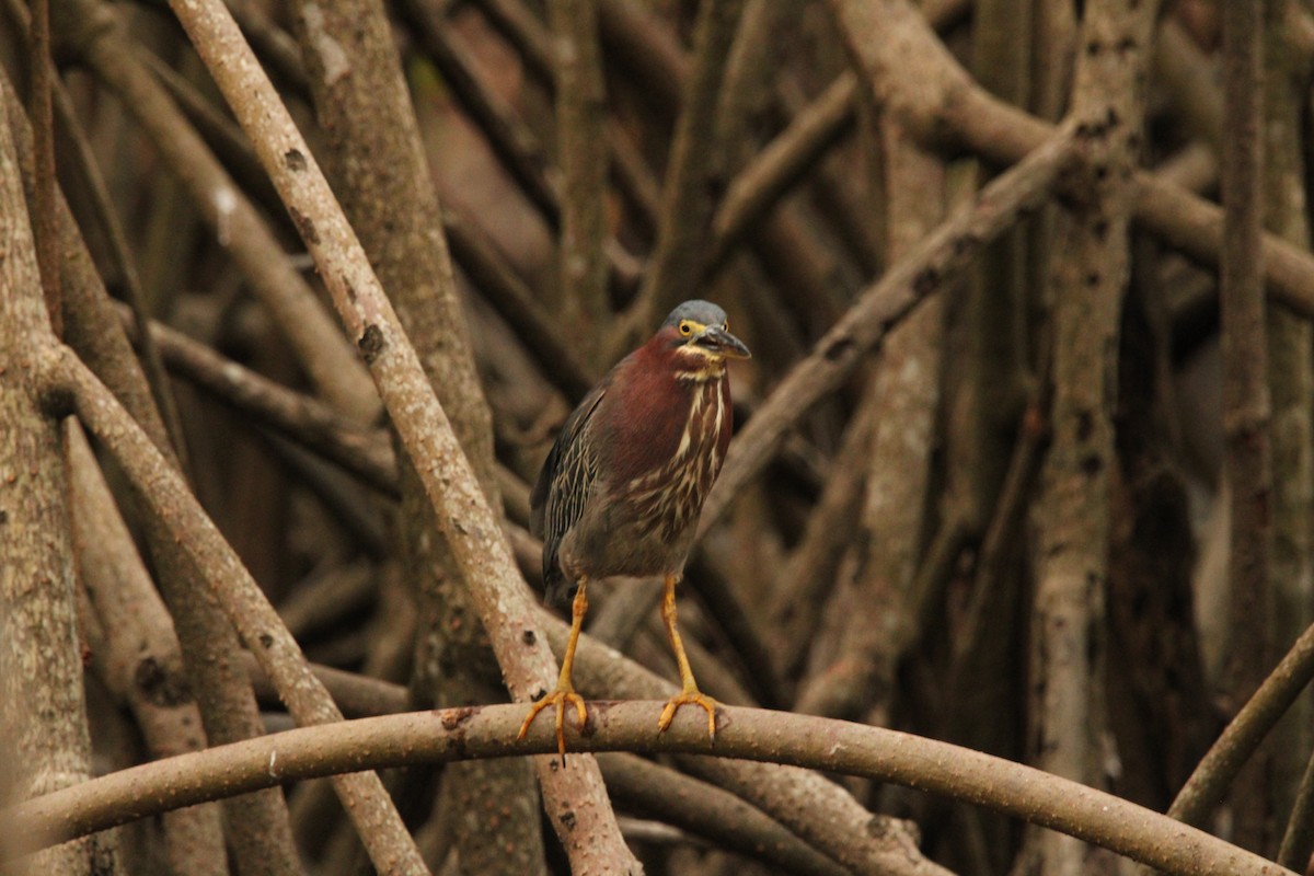 Green Heron - ML621312456