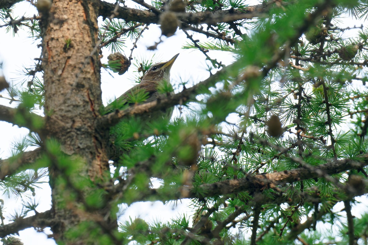 カキイロツグミ - ML621312479