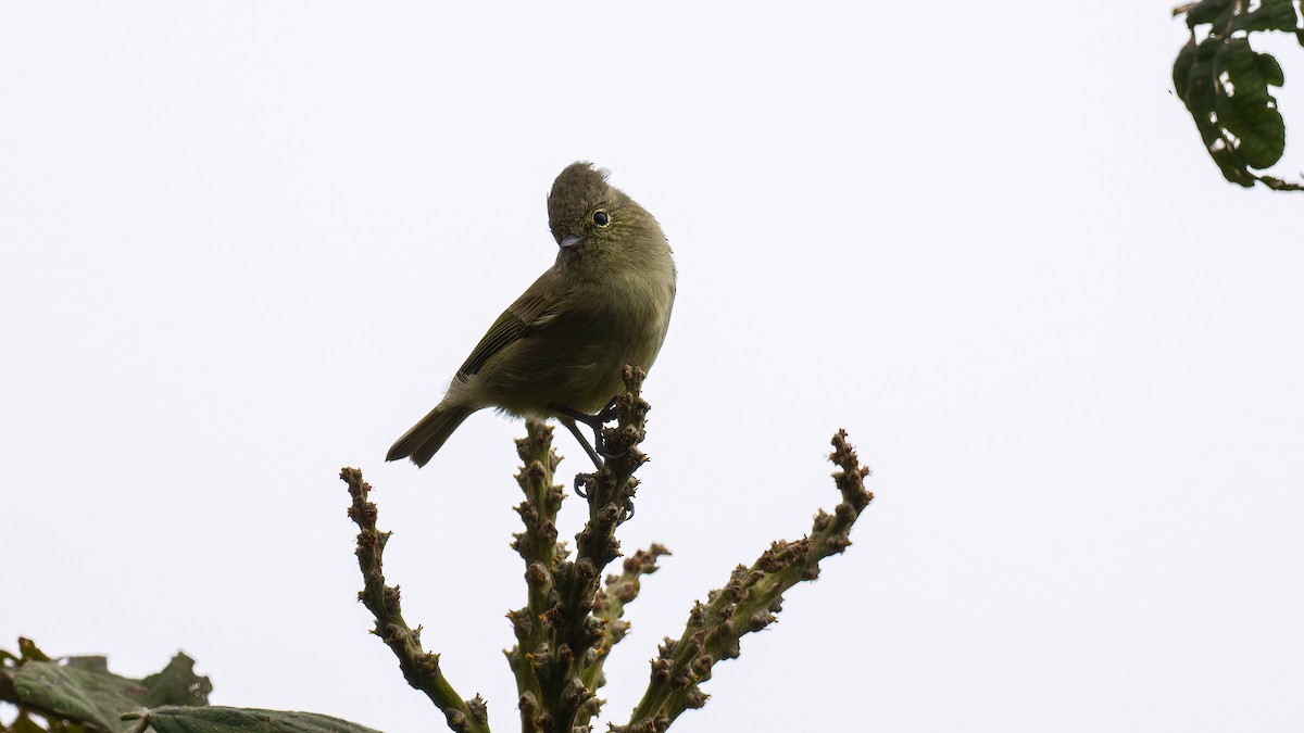 Yellow-browed Tit - ML621312525