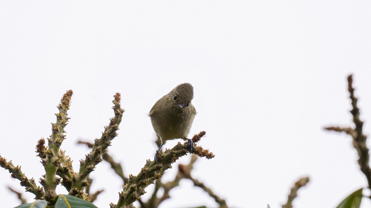 Yellow-browed Tit - ML621312526