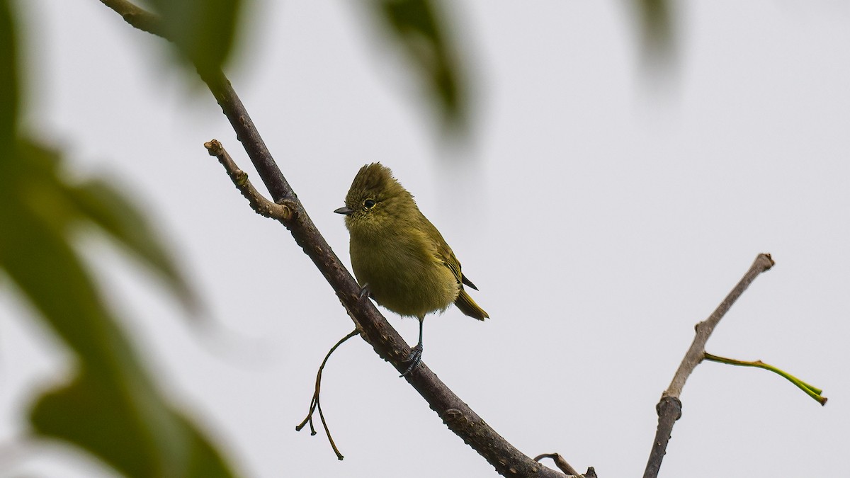 Yellow-browed Tit - ML621312527