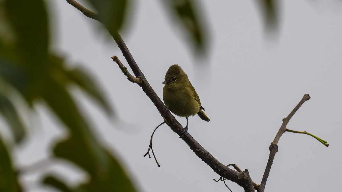 Yellow-browed Tit - ML621312528