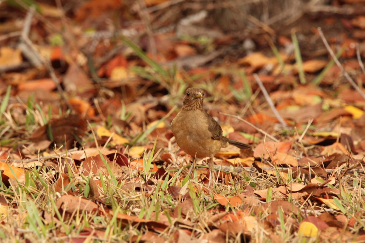 Clay-colored Thrush - ML621312540