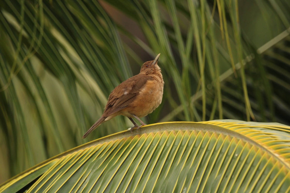 Clay-colored Thrush - ML621312541