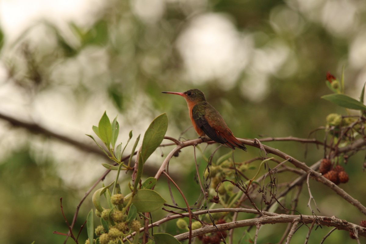 Cinnamon Hummingbird - ML621312576