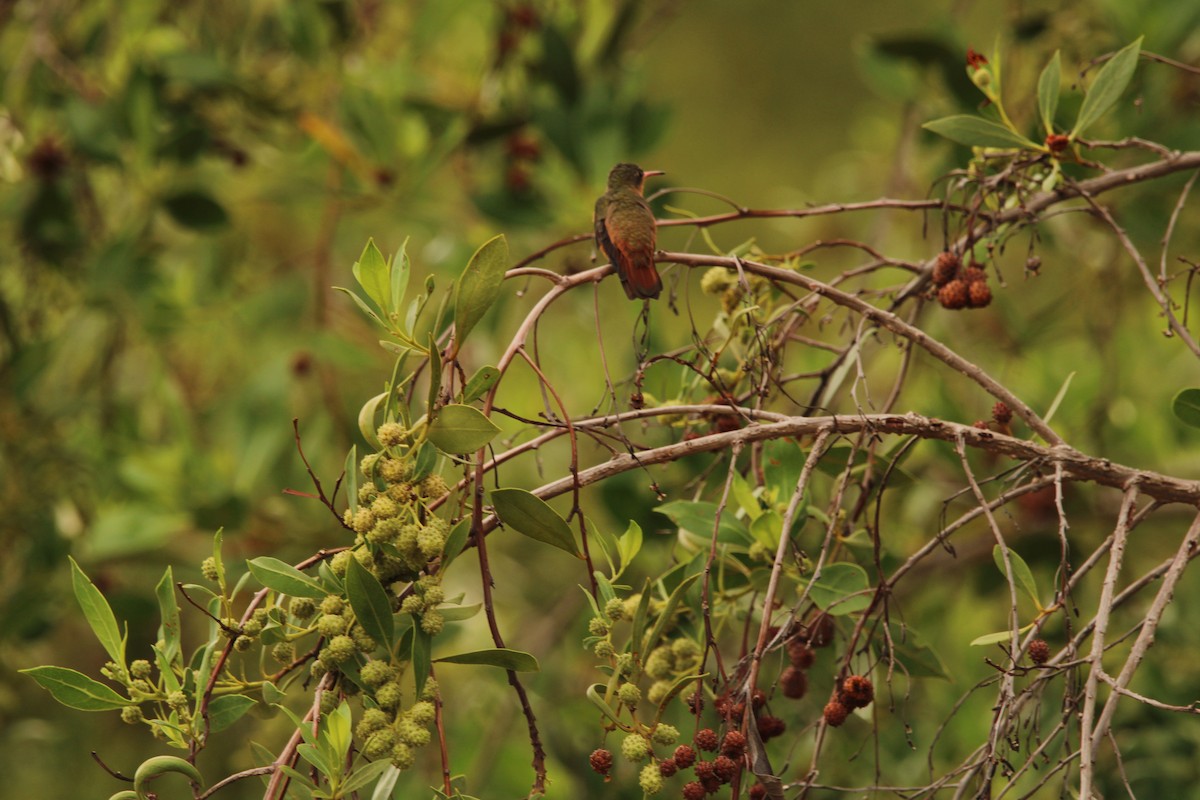 Cinnamon Hummingbird - ML621312577