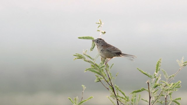 Botteri's Sparrow - ML621312583