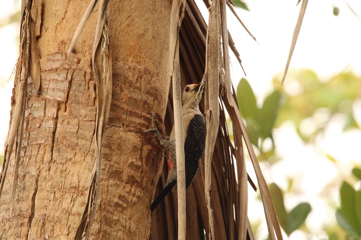 Golden-fronted Woodpecker - ML621312597