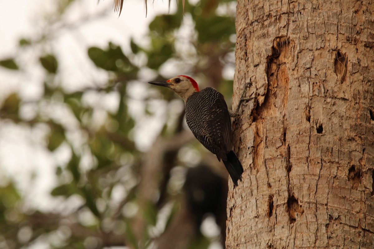 Golden-fronted Woodpecker - ML621312598