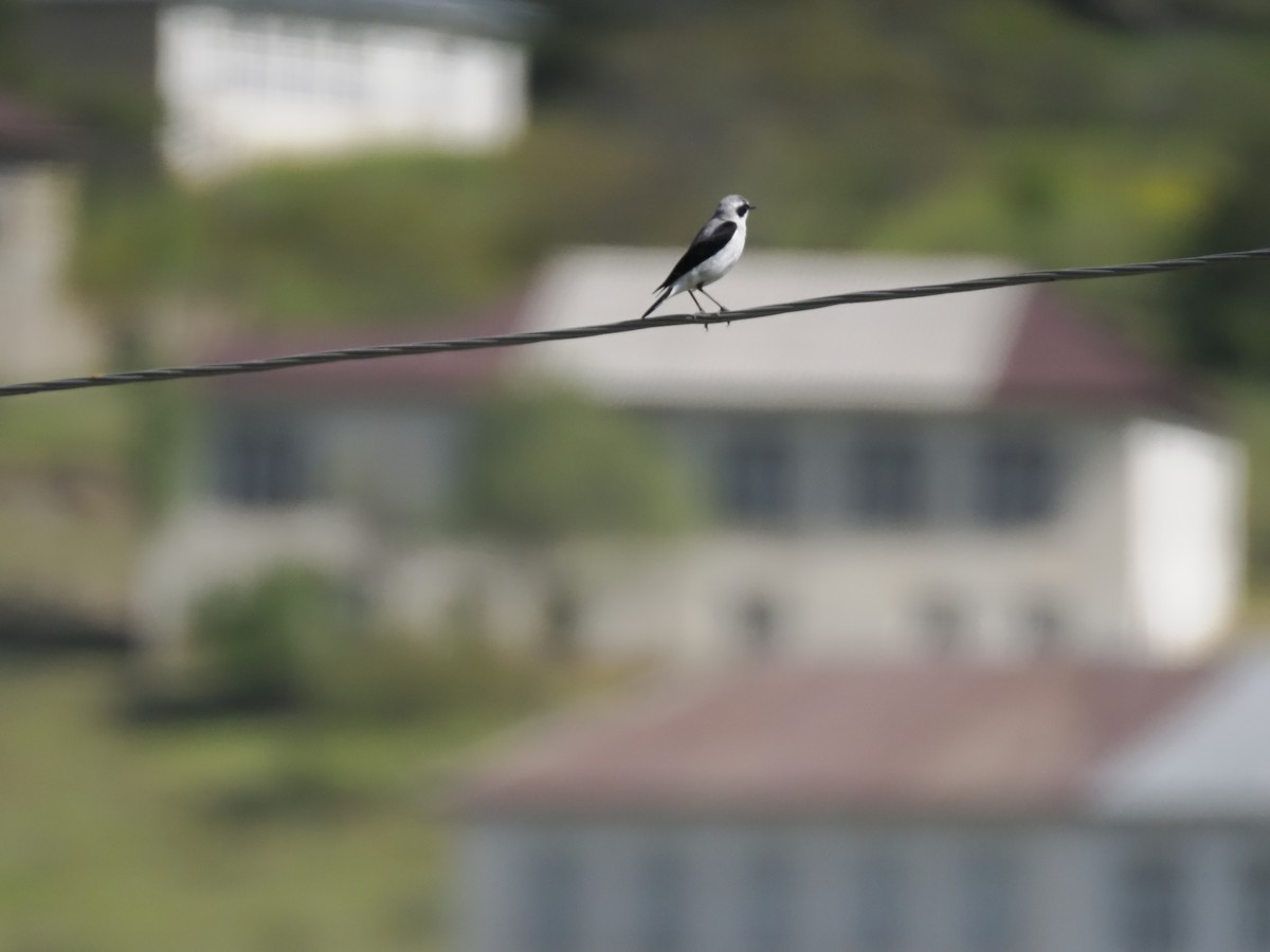 Northern Wheatear - ML621312599