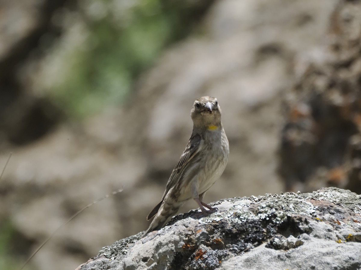 Rock Sparrow - ML621312634