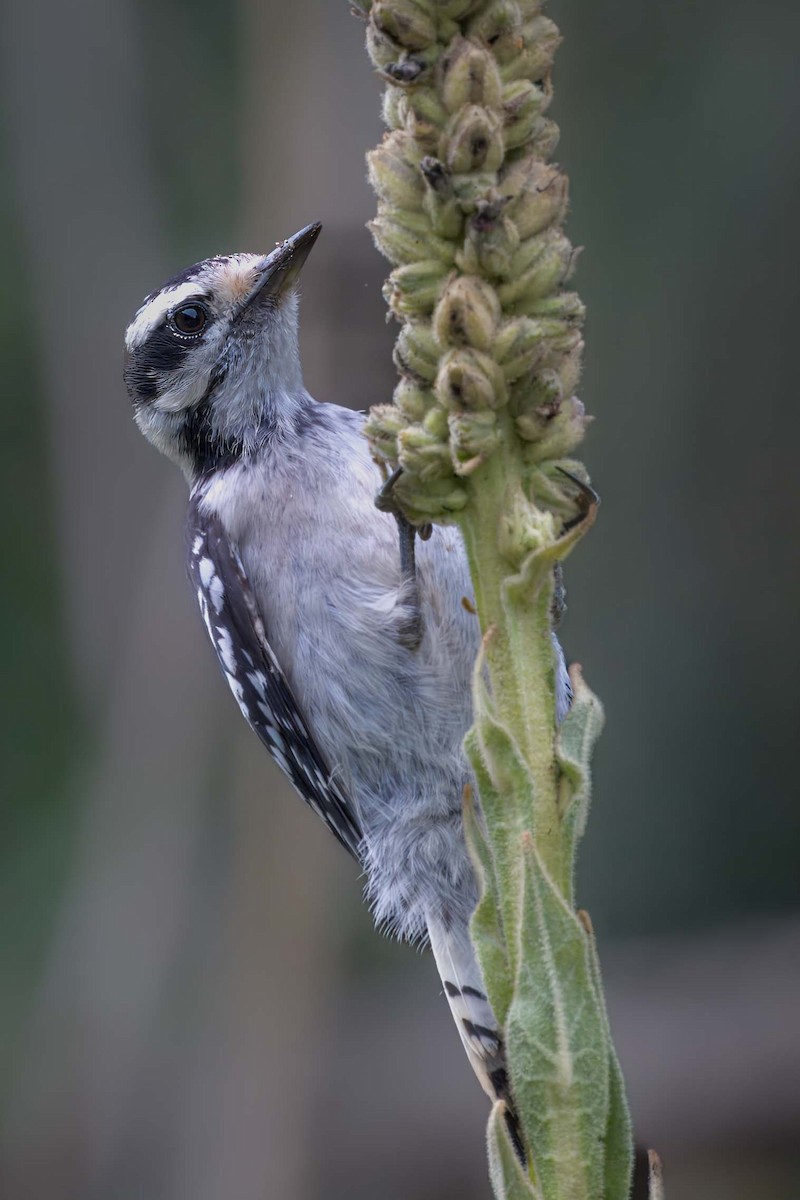 Downy Woodpecker - Bill Wood