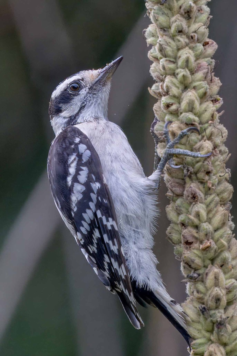 Downy Woodpecker - Bill Wood