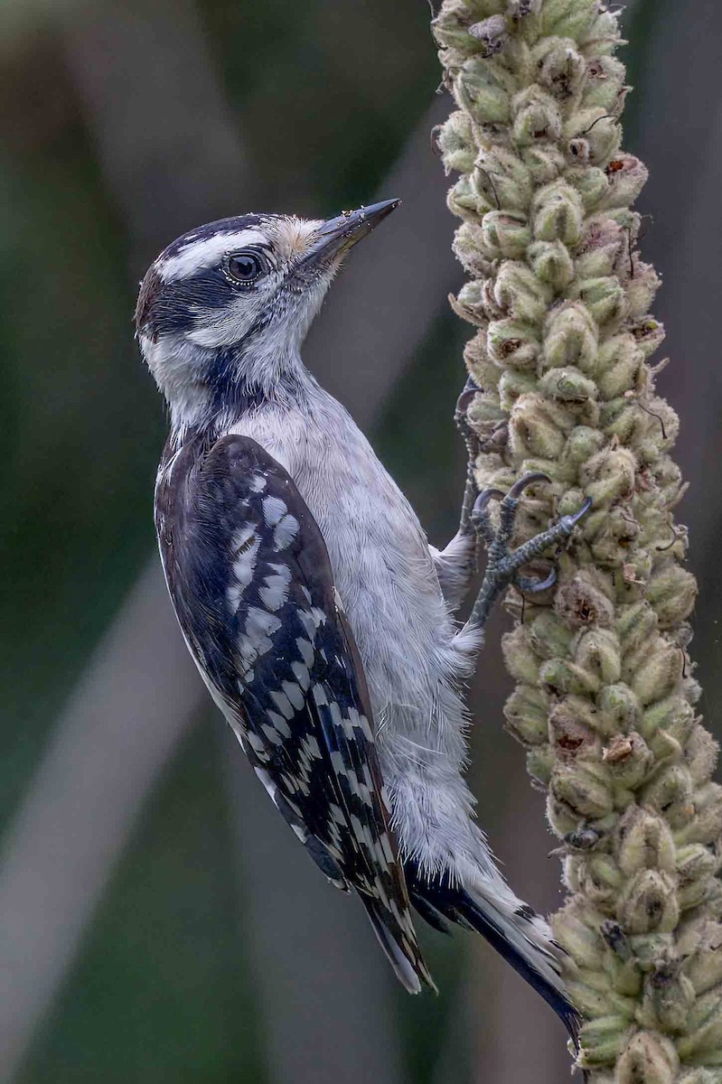 Downy Woodpecker - ML621312644